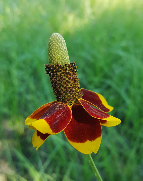 Ratibida columnifera `Red Midget`